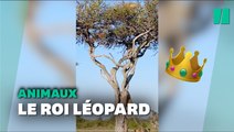 Cette maman léopard a trouvé la meilleure technique pour se débarrasser d’un lion