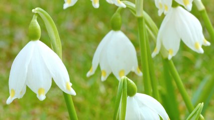 How To Grow And Care For Lily Of The Valley
