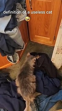 Il va chercher son chat pour se débarrasser d'une souris mais tout ne se passe pas comme prévu