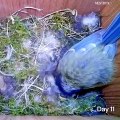 Suivez cette oiseau de la fabrication du nid à la naissance des bébés