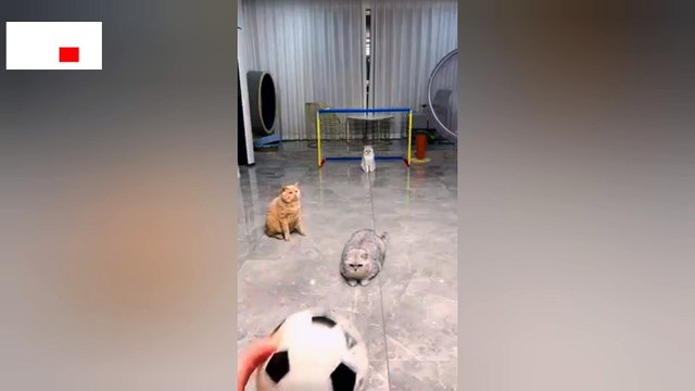 Cat Playing Football‍⬛#catvideos #football #catshorts #cat #fifaworldcup #nature #naturelovers #shorts #reels #bts #statues #viral #inspiresemotions ❤️ Inspires Emotions ❤️ cat video, cat videos, cat videos for kids, cat video short, funny cat vi