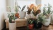 Variegated House Plants Are Trending—Here's How to Get the Colorful Look