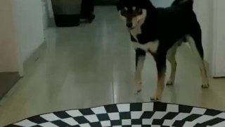 Koridora yapılan 3D resmi gerçek sanan köpeklerin komik tepkileri