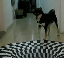 Koridora yapılan 3D resmi gerçek sanan köpeklerin komik tepkileri