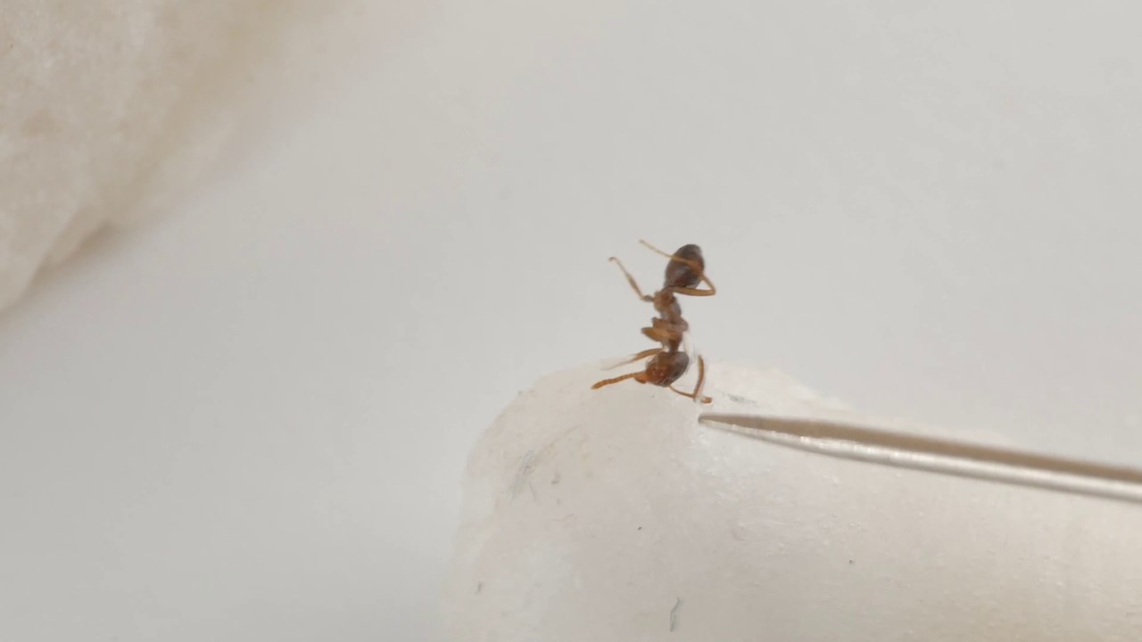 Ant Surgery Marshmallow Q-tip