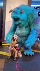 So beautiful video dog#shorts  #dog #dogvideo #dogenjoy