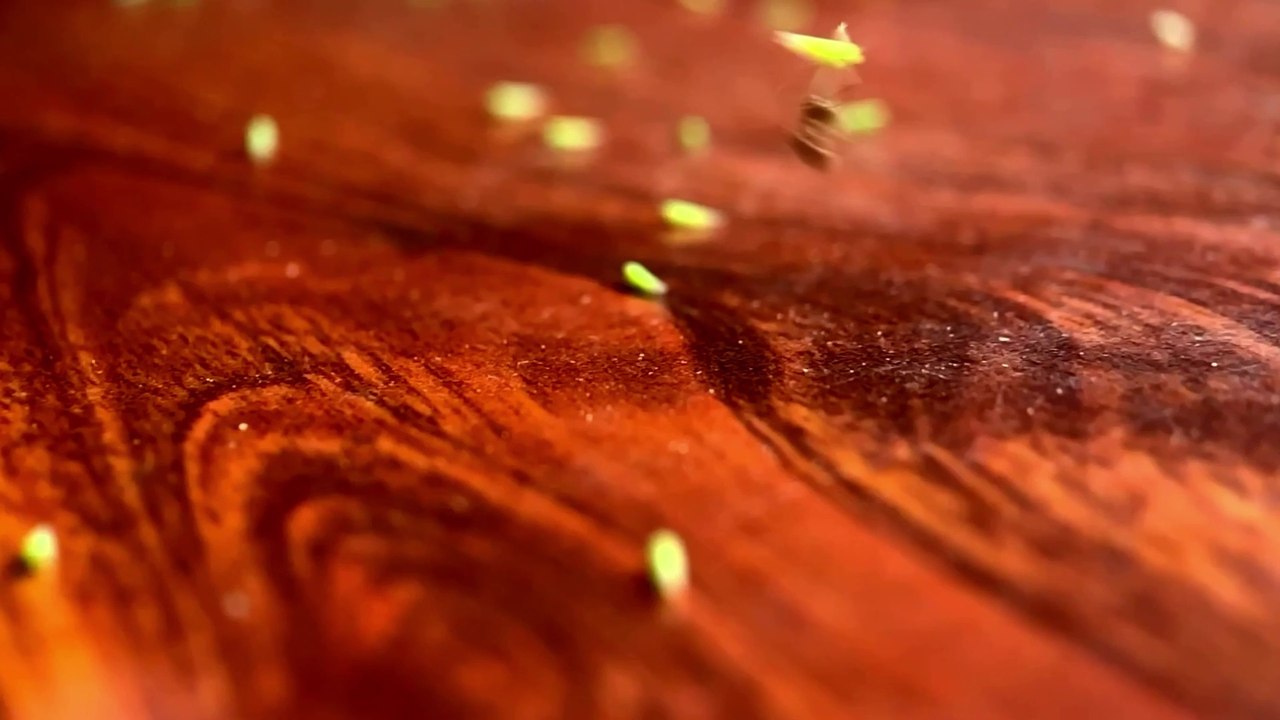 Ant Rides Leafhopper After Attack