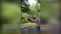 Angin Kencang, Pohon Bertumbangan di Jalan Yasmin Bogor