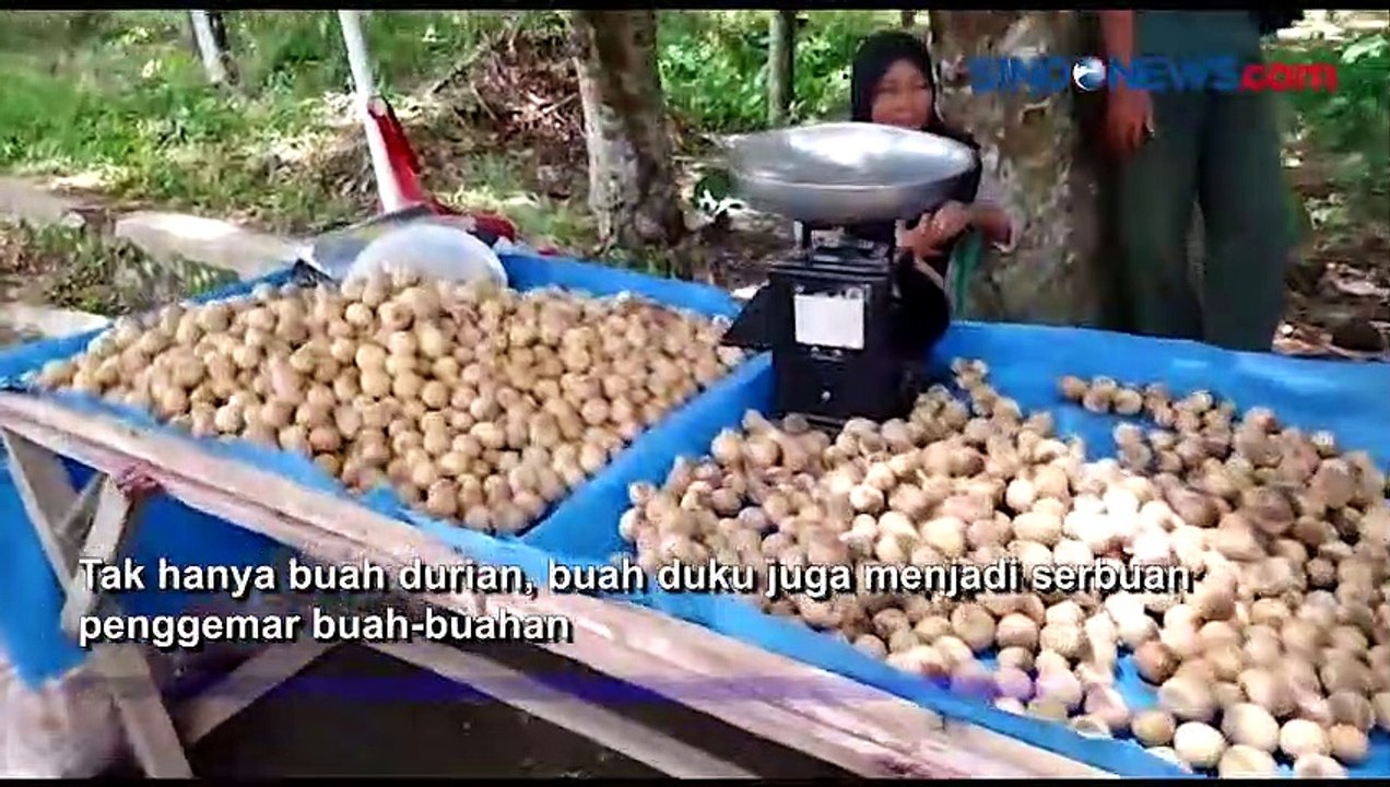 Musim Buah di Way Kanan, Pedagang Musiman Raup Rezeki dan Berkah