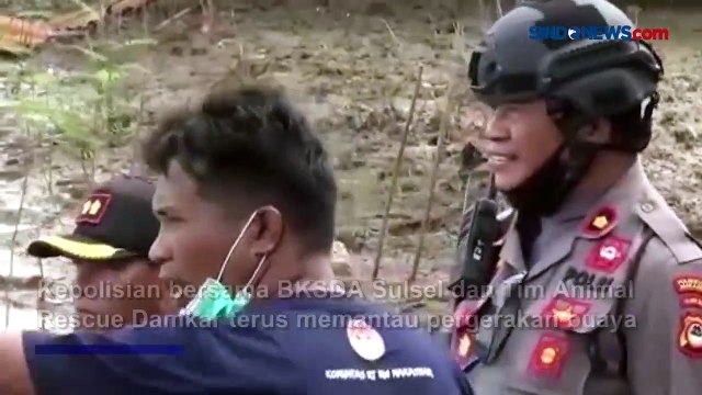 Buaya Muncul di Ladang Pertanian Gegerkan Warga di Makassar
