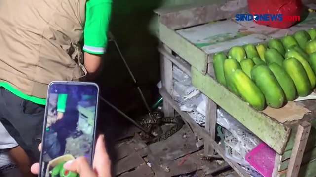 Detik-Detik Evakuasi Ular Piton yang Bersembunyi di Lapak Pedagang Buah di Palangkaraya