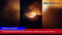 Dua Kandang Peternakan Ayam Kebakaran, 16 Ribu Ayam Ludes Terbakar