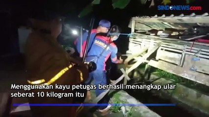 Mangsa 2 Ayam, Ular Piton 3 Meter Diamankan Damkar Kotawaringin Barat