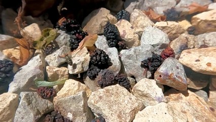 Ant Lunges at Fly on Mulberry