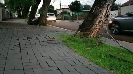 Premonição? árvore pendente coloca casa em risco: “deve cair nesta madrugada”