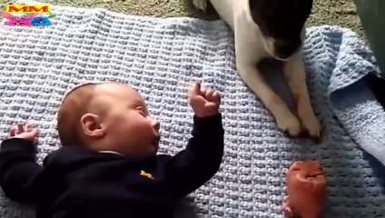 عائلات الكلاب والقطط