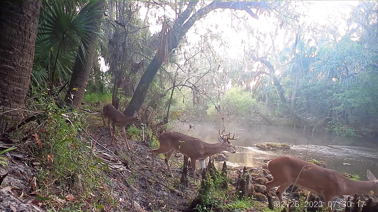 Deer By River