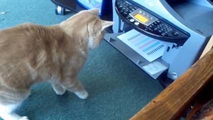 Funny Cats XD _ PART 4