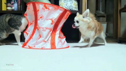 Funny Cats XD _ PART 6