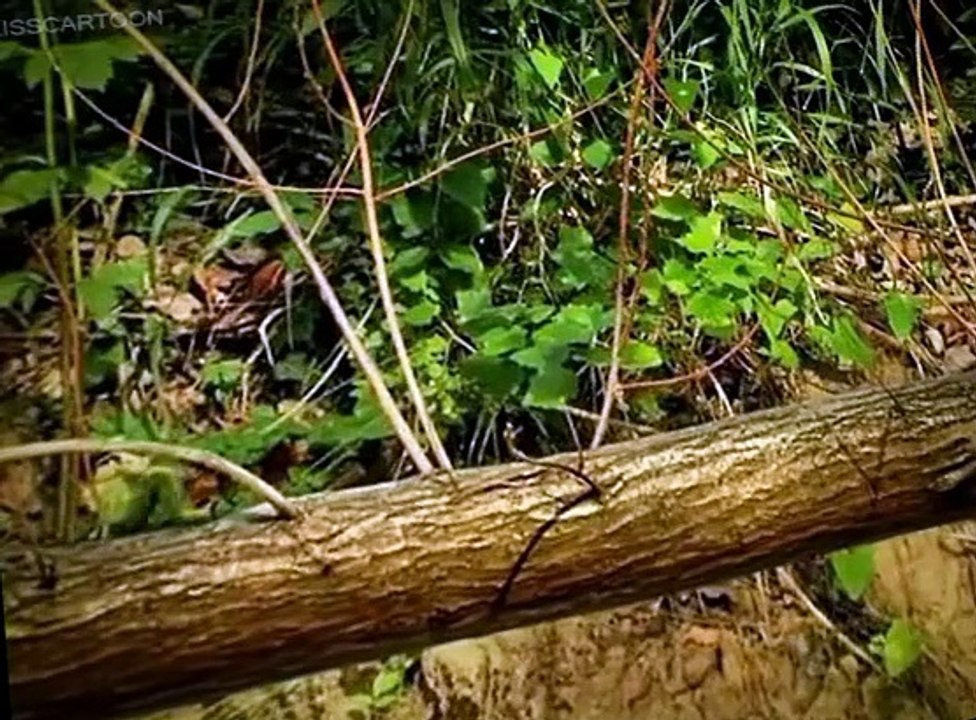 Minuscule Minuscule S01 E004 The Caterpillar and the Brook
