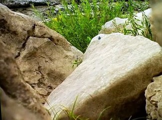 Minuscule Minuscule S01 E005 A Snail’s Dream