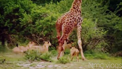 Wildlife Brave Giraffe Kick Five Lion To Save Baby - Power of  Lion In The Animal World But Fail