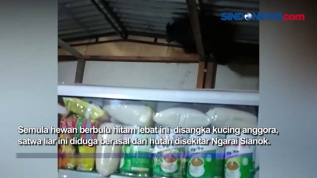 Dikira Kucing Anggora, Binturong di Sumbar Dievakuasi Usai Masuk ke Warung