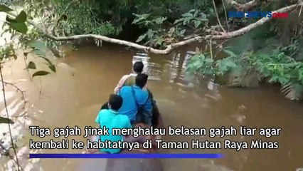Turunkan 3 Gajah Jinak, BBKSDA Riau Berhasil Halau Belasan Gajah Liar