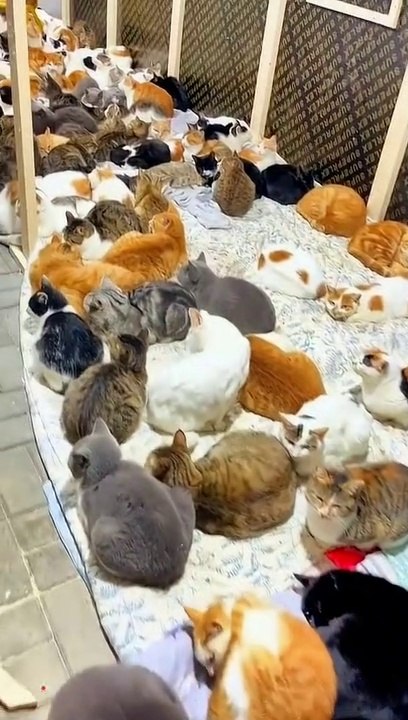 Cute Cats