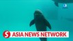 China Daily | Number of finless porpoises in China exceeds 1,200