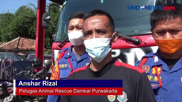 Ngeri, Bersembunyi di Dapur 2 King Kobra Berhasil Dievakuasi Tim Damkar Purwakarta