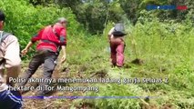 Lama jadi Pemasok Ganja, Seorang Bandar Diciduk Polisi di Mandailing Natal