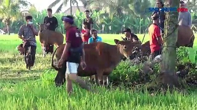 Uniknya Tradisi Maedeng di Gianyar Jelang Hari Raya Nyepi