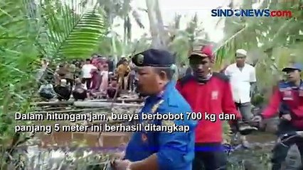 Buaya Berbobot 700 Kg Dievakuasi Puluhan Petugas Damkar Indragiri Hilir