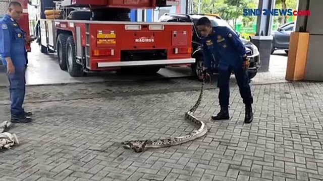 Heboh, Ular Piton Raksasa dan Biawak Masuk ke Permukiman Warga