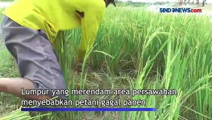 Bledug Cangkring Semburkan Lumpur Rendam 1 Hektare Sawah Warga Grobogan