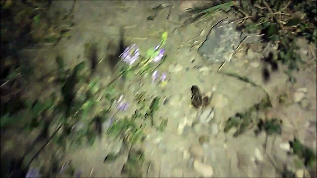 MCH 382 THE DARK GREEN FROG HAS THE ANSWER ON WHAT COLOR FROG TOP WATER FISHING LURE IS NEEDED AT DICKSON DAM AND GLENNIFER LAKE CENTRAL ALBERTA FISHING HOLE.