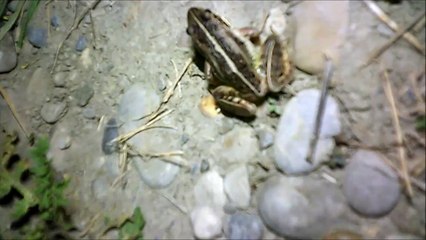 MCH 383 TO KNOW WHAT FISHING LURE TO USE YOU NEED TO KNOW WHAT KIND OF FROGS ARE IN THE AREA.