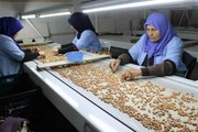 Osmaniye'de fabrikalar yer fıstığı üretimi için mesai yapıyor