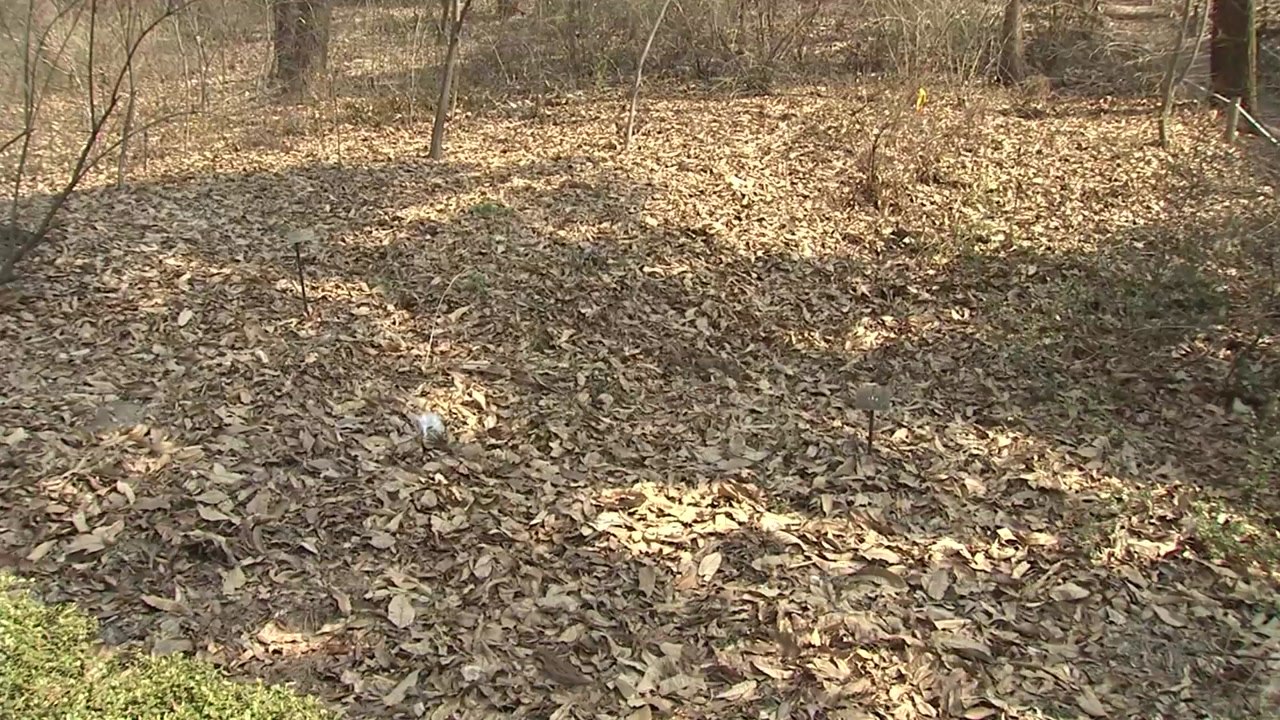[날씨] 맑고 온화한 삼일절...저녁부터 찬바람, 내일 꽃샘추위 / YTN