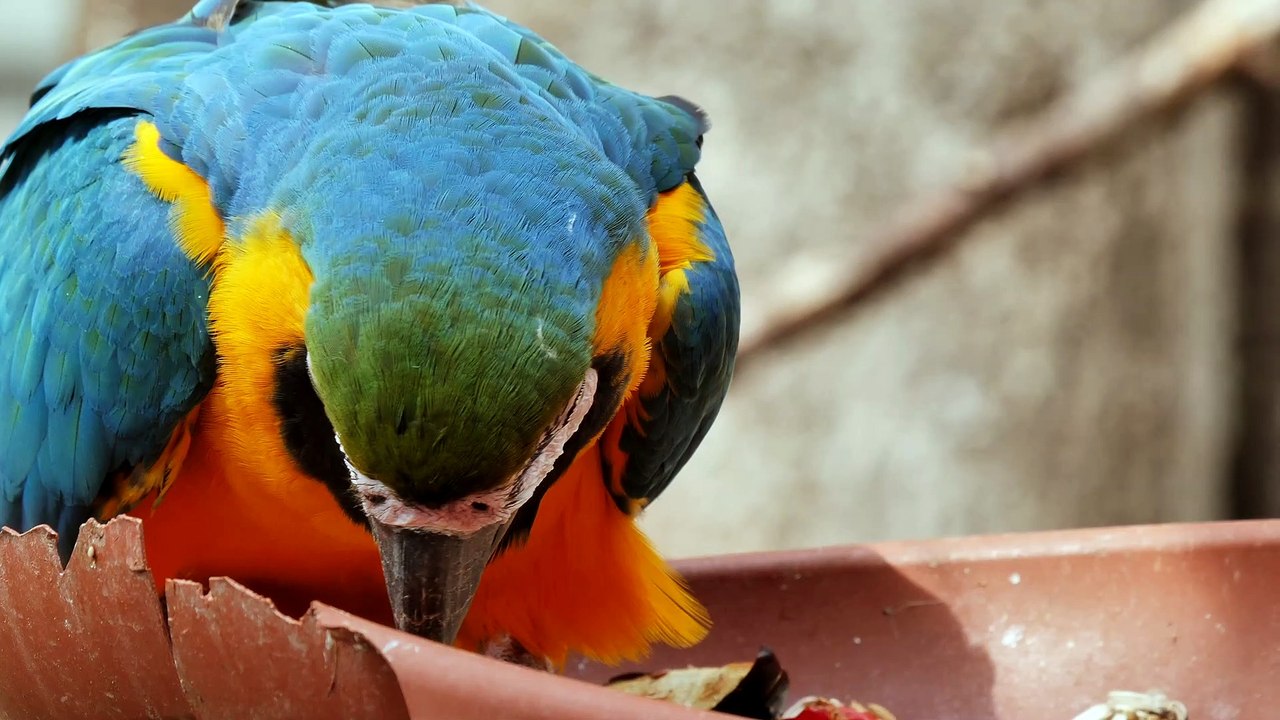 Parrot video 4k HDR