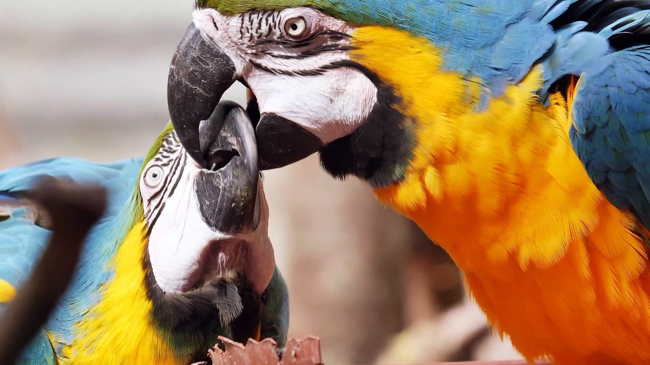 Cute Parrot video 4k HDR