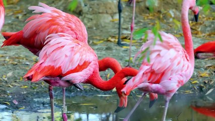 Flamingo bird 4k HDR 10+ Dolby vision