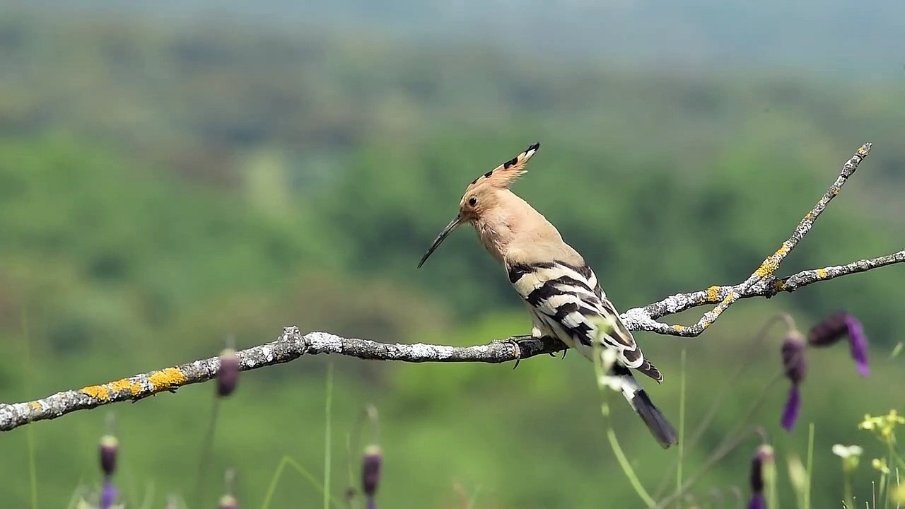 Bird 4k video HDR