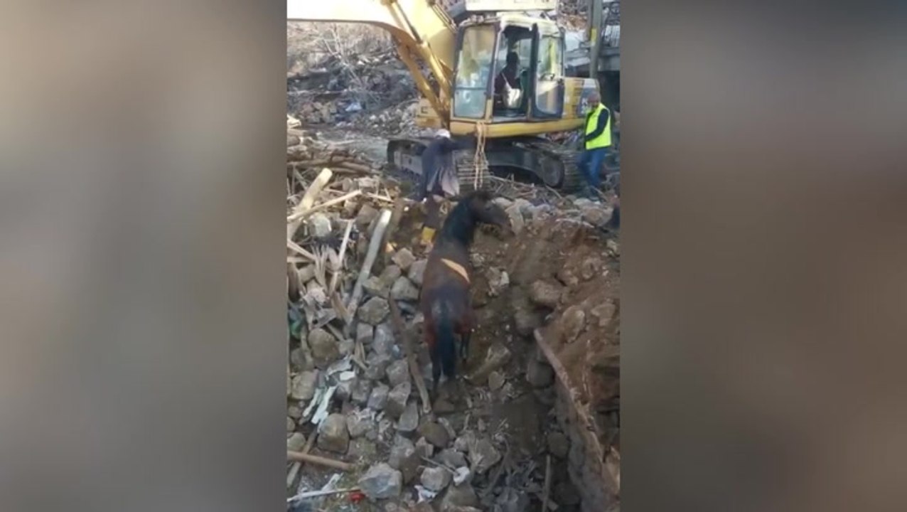 Moment horse rescued from rubble 21 days after Turkey hit by earthquakes
