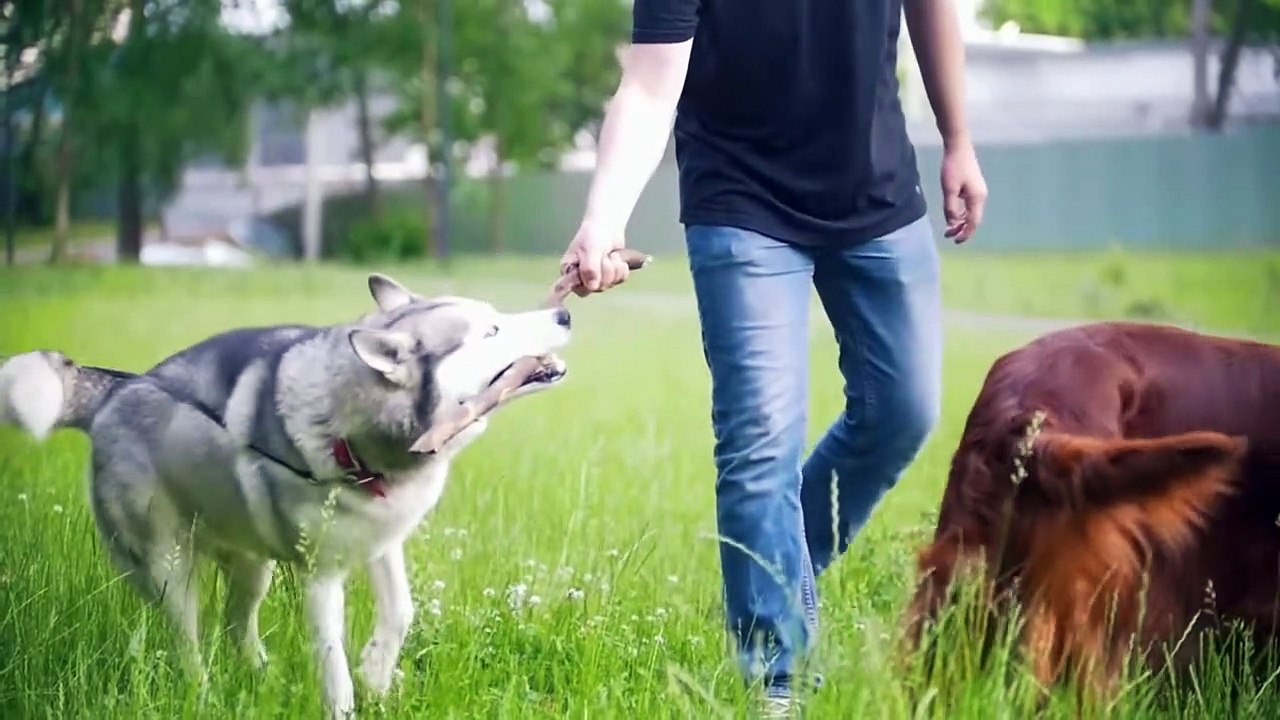 12 Animals That Survived The Impossible