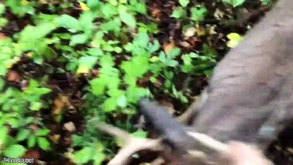 12 Times Animals Took Revenge On Hunters