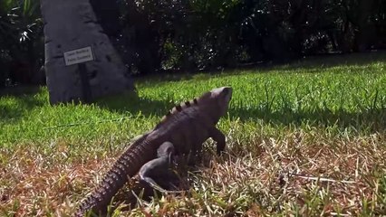 10 Scariest Animals That Are Actually Friendly