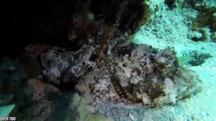 10 Sea Monsters Scarier Than Sharks (2)