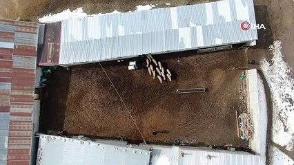 Kuzuların anneleriyle buluştuğu anlar